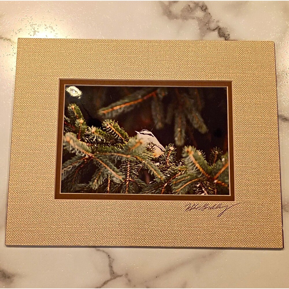 Signed Matted Color Wildlife Winter Bird Evergreen Photo Print 10 x 8 in